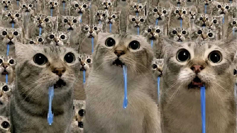 Muchos gatos grises mirando a cámara